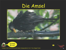 Amsel-Kl-1-2-Ton.pdf